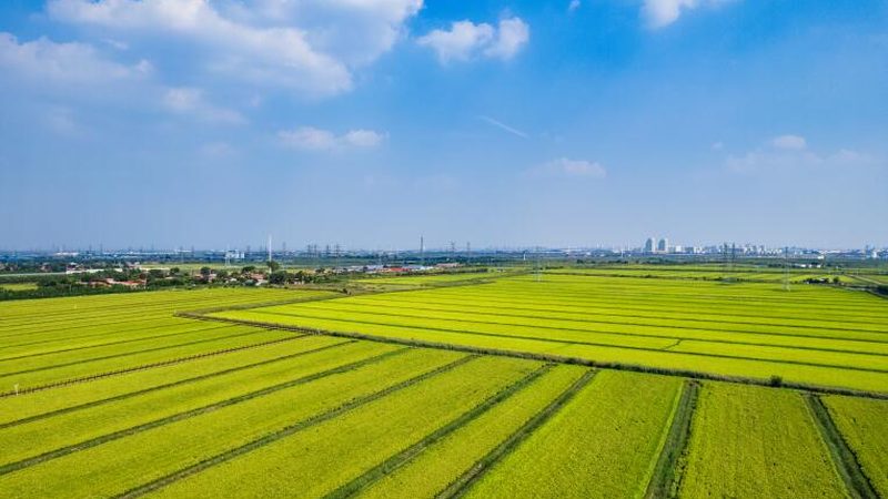家庭农场种植成本预算表