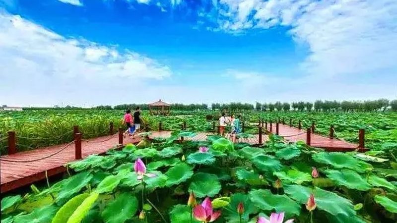 面对农场同质化问题，以下是一些可行的解决方案：