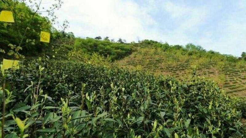 农产品批发市场进货价格谈判技巧解析**
