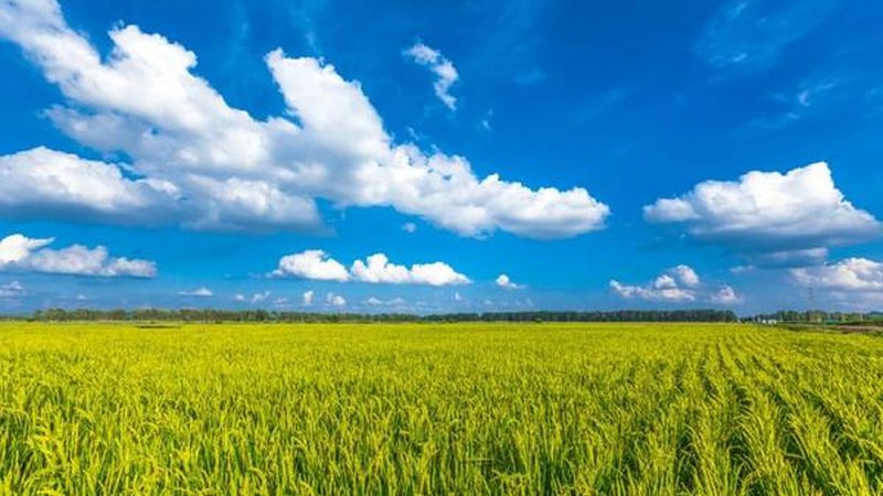 高山水果种植：成本效益分析及平原对比