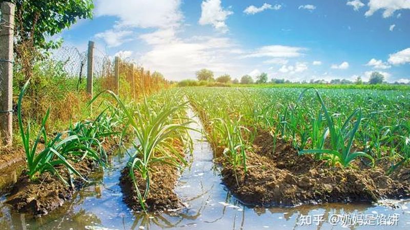 中药材种植技术标准规范，如何确保品质与合规？**